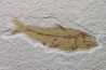 poisson fossile KNIGHTIA EOCAENA - USA