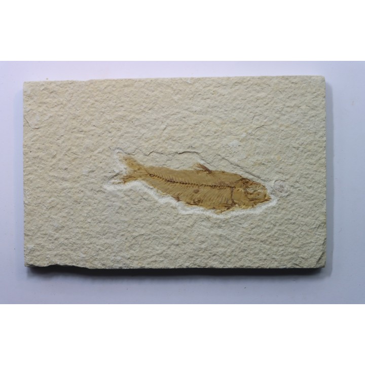 poisson fossile KNIGHTIA EOCAENA - USA