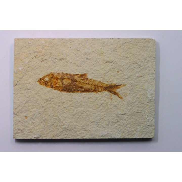 poisson fossile KNIGHTIA EOCAENA - USA