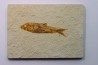 KNIGHTIA EOCAENA