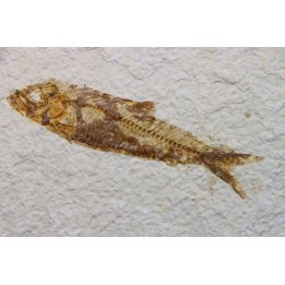 KNIGHTIA EOCAENA