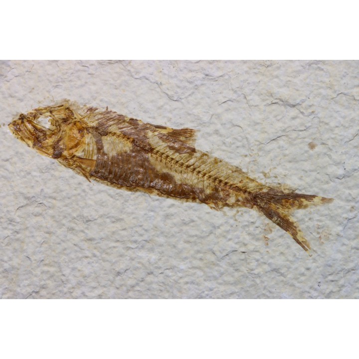 poisson fossile KNIGHTIA EOCAENA - USA