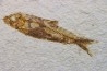 poisson fossile KNIGHTIA EOCAENA - USA