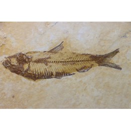 poisson fossile KNIGHTIA EOCAENA - USA