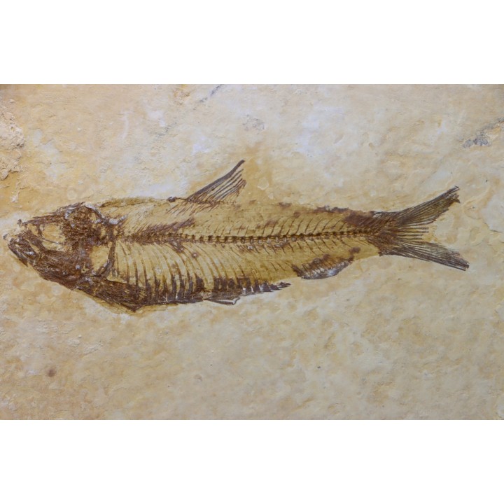 KNIGHTIA EOCAENA