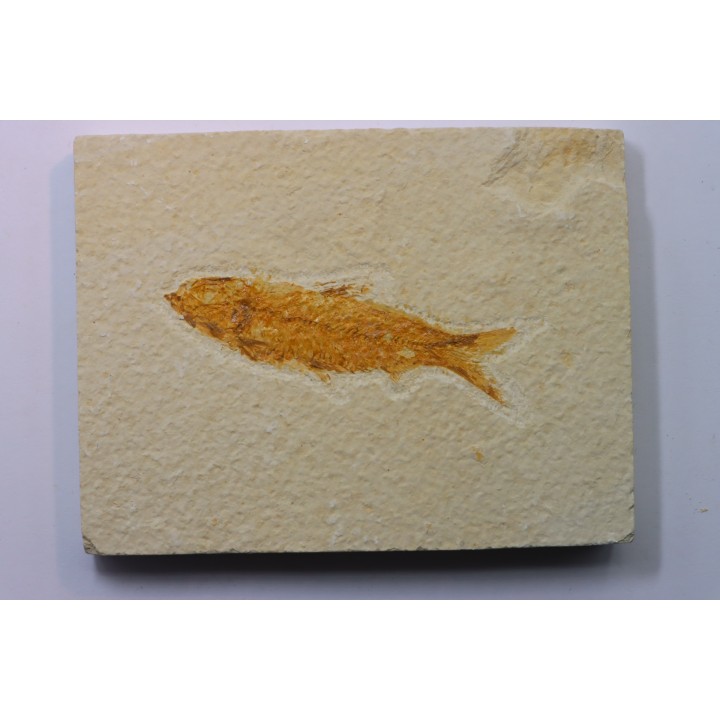 poisson fossile KNIGHTIA EOCAENA - USA