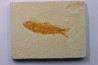 KNIGHTIA EOCAENA