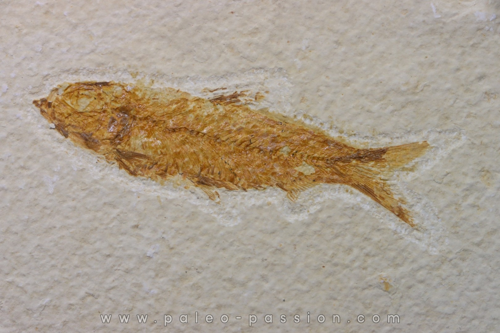 KNIGHTIA EOCAENA