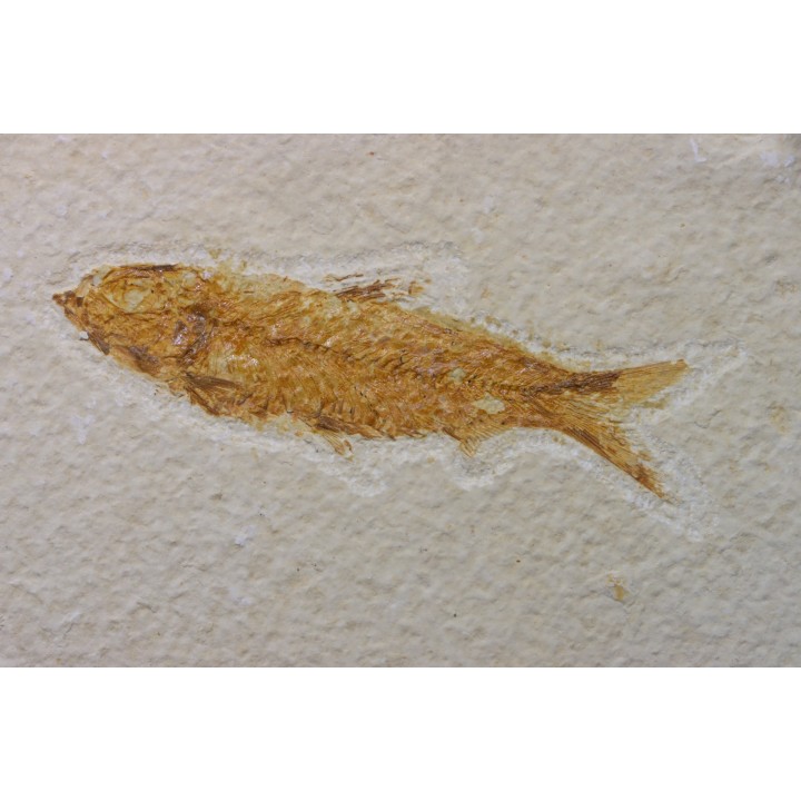 KNIGHTIA EOCAENA