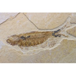 KNIGHTIA EOCAENA