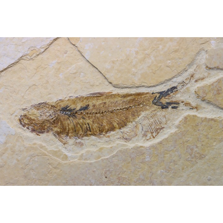 poisson fossile KNIGHTIA EOCAENA - USA