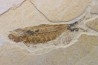 KNIGHTIA EOCAENA