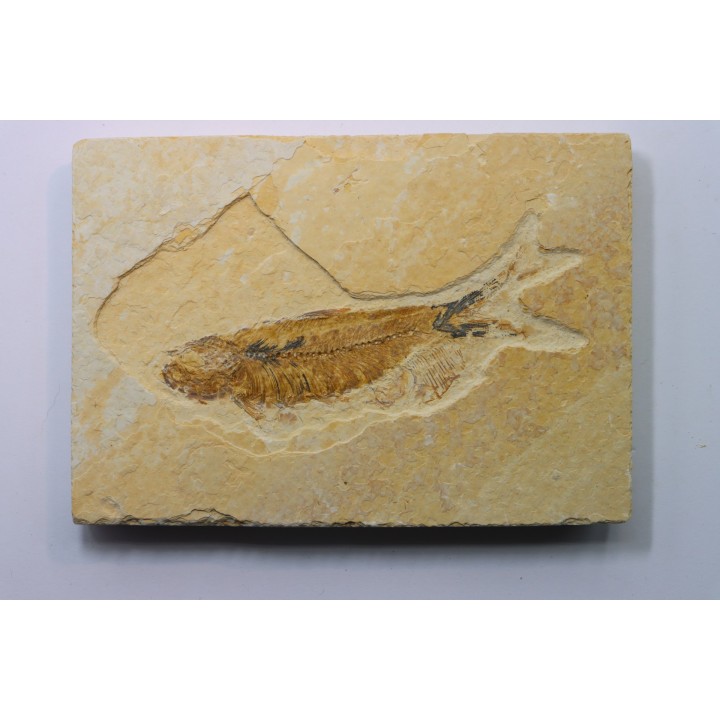 KNIGHTIA EOCAENA