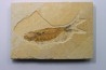 poisson fossile KNIGHTIA EOCAENA - USA