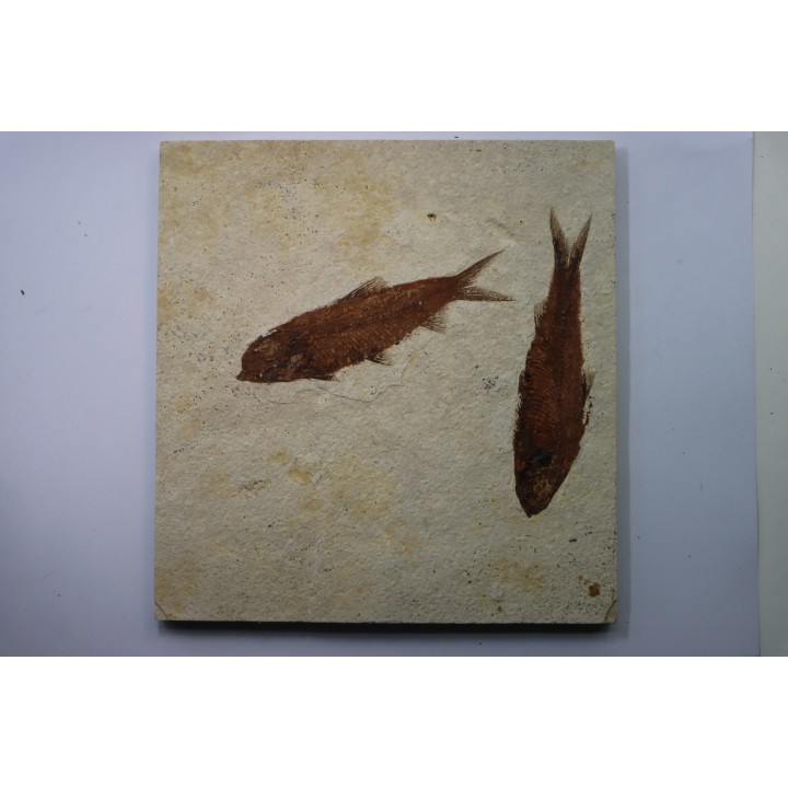 poisson fossile KNIGHTIA EOCAENA - USA
