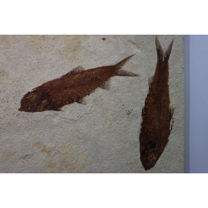 KNIGHTIA EOCAENA