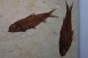 KNIGHTIA EOCAENA