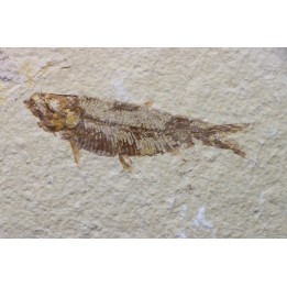 poisson fossile KNIGHTIA EOCAENA - USA