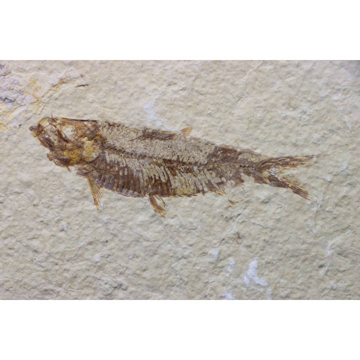 KNIGHTIA EOCAENA