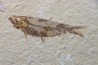 KNIGHTIA EOCAENA