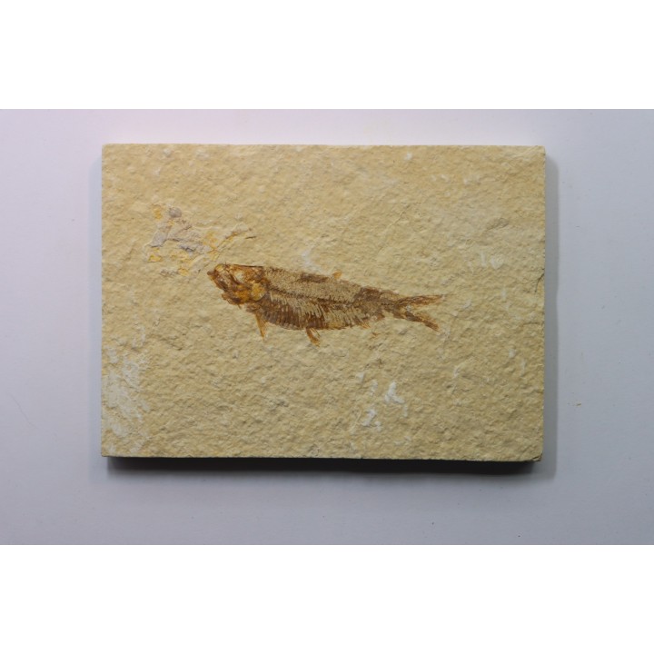poisson fossile KNIGHTIA EOCAENA - USA