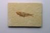 poisson fossile KNIGHTIA EOCAENA - USA