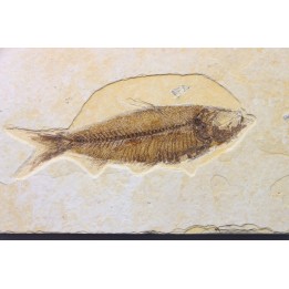 KNIGHTIA EOCAENA