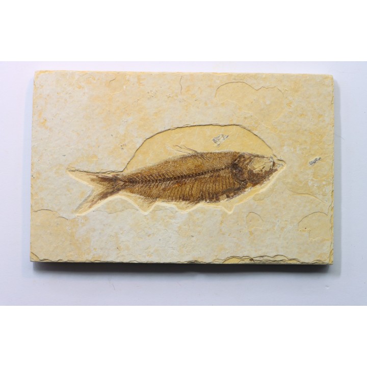 KNIGHTIA EOCAENA