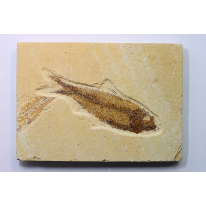 poisson fossile KNIGHTIA EOCAENA - USA