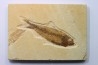 KNIGHTIA EOCAENA
