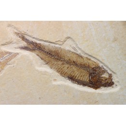 poisson fossile KNIGHTIA EOCAENA - USA