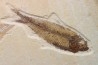 KNIGHTIA EOCAENA