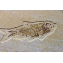 KNIGHTIA EOCAENA