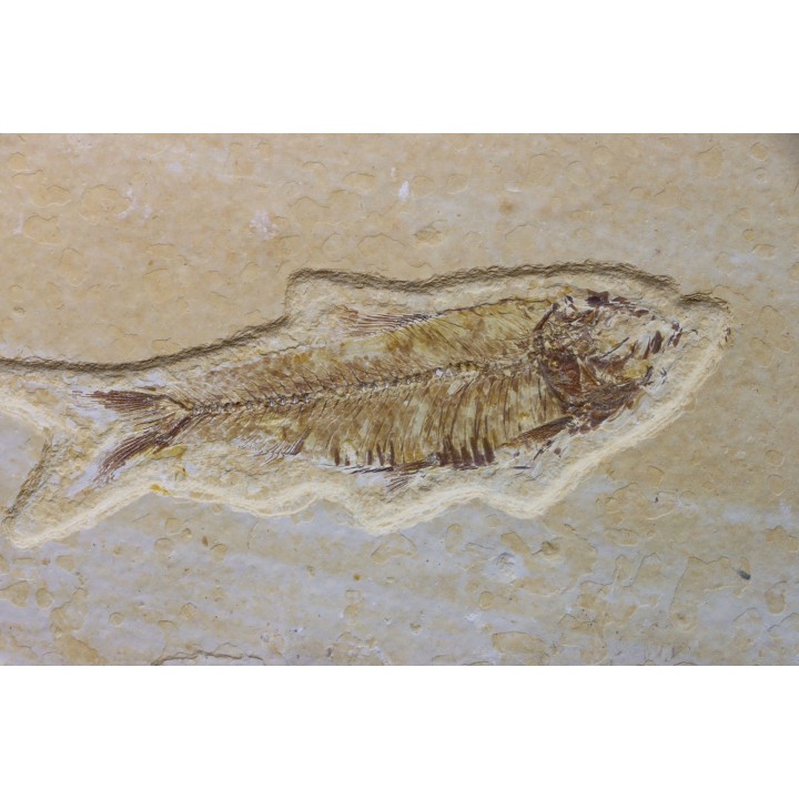 KNIGHTIA EOCAENA