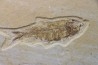 KNIGHTIA EOCAENA