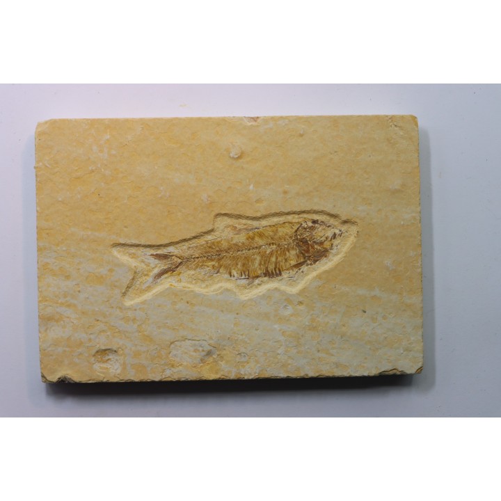 poisson fossile KNIGHTIA EOCAENA - USA