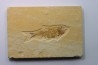 KNIGHTIA EOCAENA