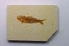 KNIGHTIA EOCAENA