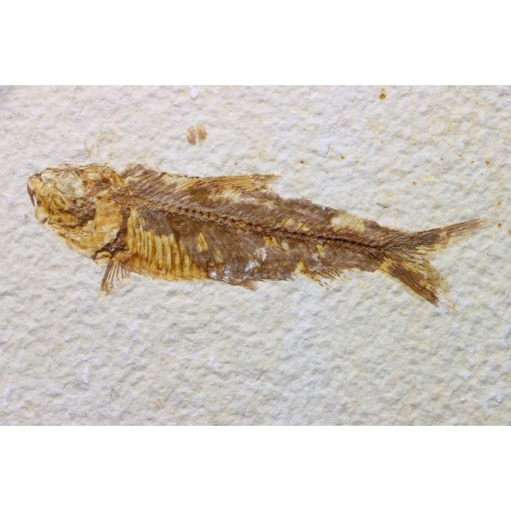 KNIGHTIA EOCAENA