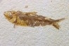 KNIGHTIA EOCAENA