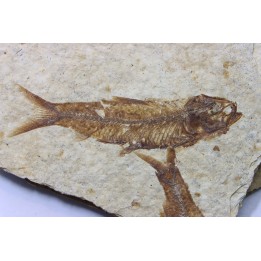 KNIGHTIA EOCAENA