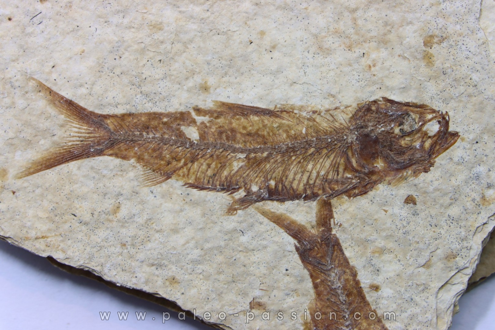 KNIGHTIA EOCAENA