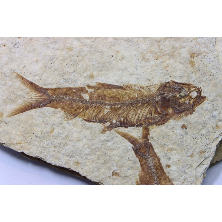 poisson fossile KNIGHTIA EOCAENA - USA