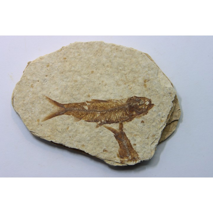 poisson fossile KNIGHTIA EOCAENA - USA