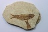 poisson fossile KNIGHTIA EOCAENA - USA