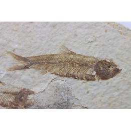 poisson fossile KNIGHTIA EOCAENA - USA