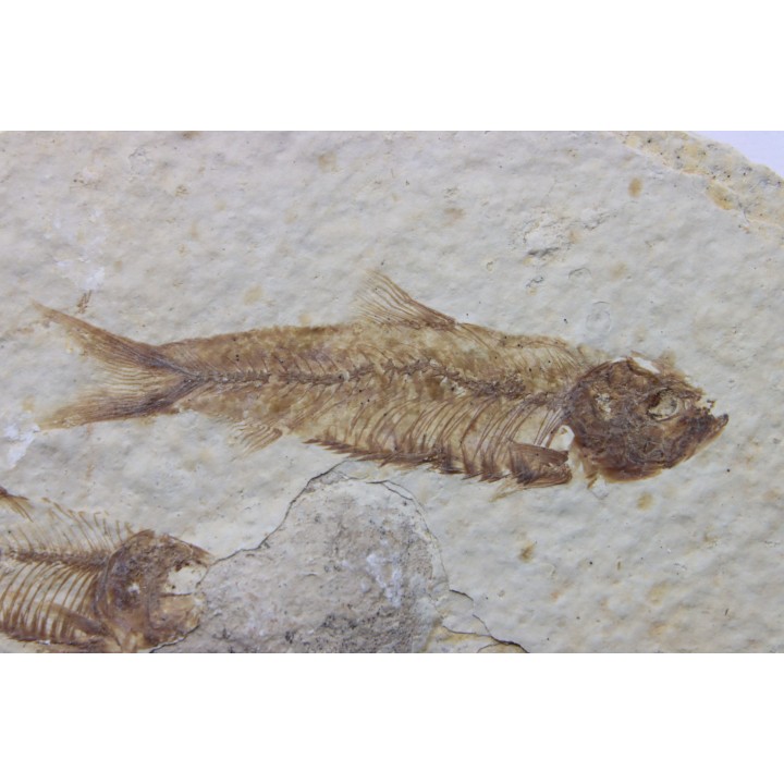 KNIGHTIA EOCAENA