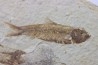 poisson fossile KNIGHTIA EOCAENA - USA