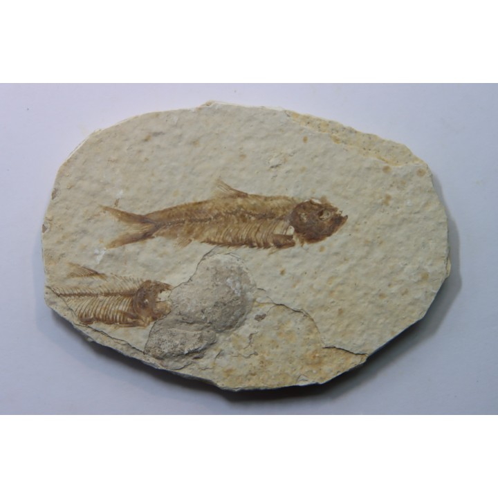 poisson fossile KNIGHTIA EOCAENA - USA