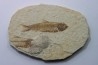poisson fossile KNIGHTIA EOCAENA - USA